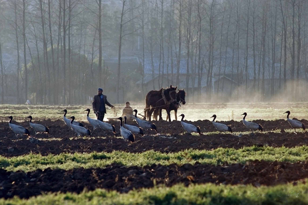 Black-necked Cranes