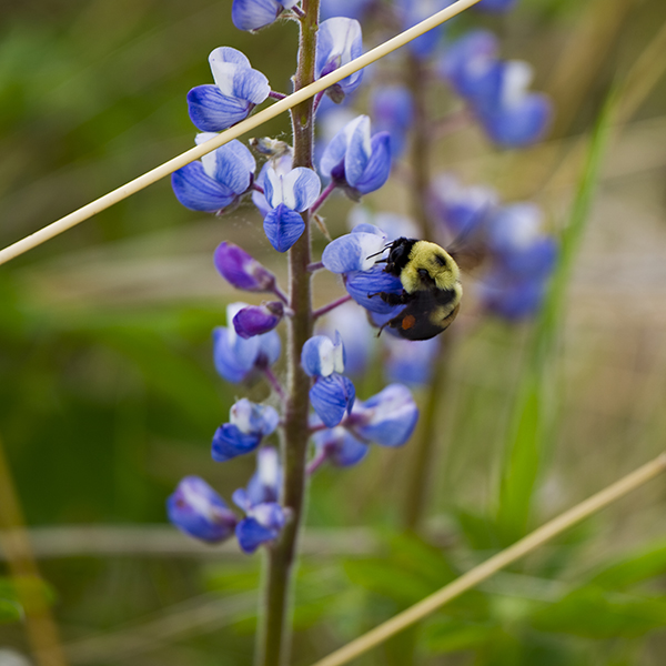 A Lupine plant and bumble bee
