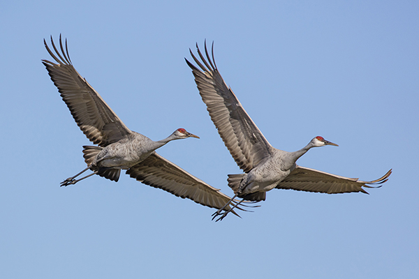 Two Sandhill Cranes in flight