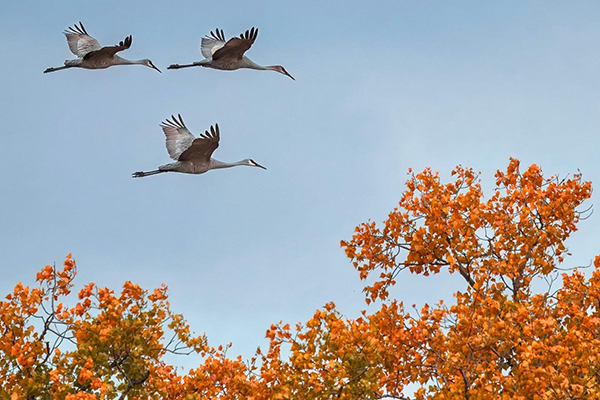 Two Sandhill Cranes in flight against a brilliant blue sky with fall colors below.
