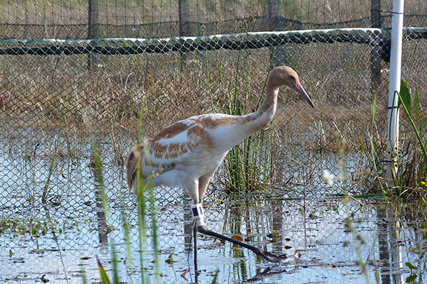 Juvenile Whooping Crane