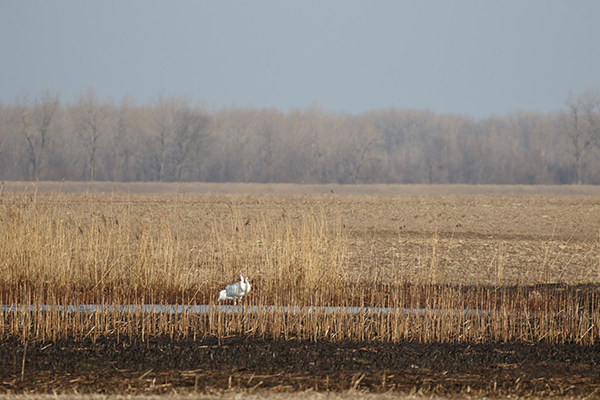 Two Whooping Cranes rest during migration in Randolph County, Illinois