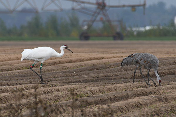 7-11 foraging beside two Sandhill Cranes in a plowed agricultural field in Wisconsin. Kristin Wegner