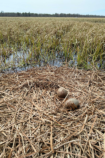 A Whooping Crane nest in Wisconsin with two eggs. Hillary Thompson/International Crane Foundation