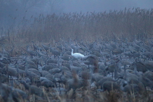 A single Whooping Crane roosting among Sandhill Cranes.
