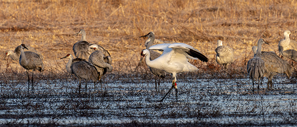 14-15 wading through the water alongside Sandhill Cranes at Wheeler National Wildlife Refuge, her typical wintering grounds. Robert Holt