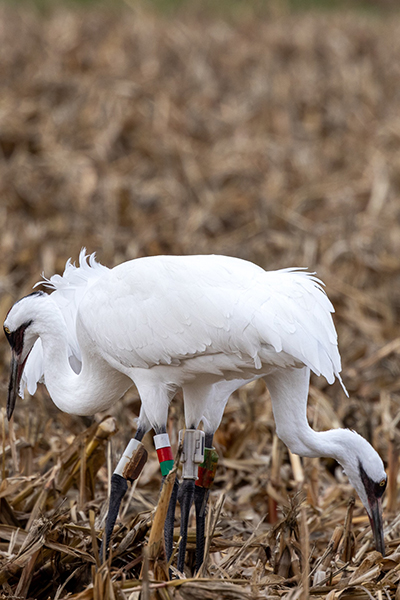 Close-up image of 63-15 and 38-17 foraging together, showing 63-15's new leg bands and GPS transmitter. Bret Amundson