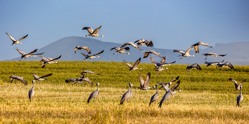 The Drakensberg region of South Africa is home to Blue Cranes (pictured) as well as Wattled and Grey Crowned Cranes. Pieter Botha/International Crane Foundation and Endangered Wildlife Trust Partnership