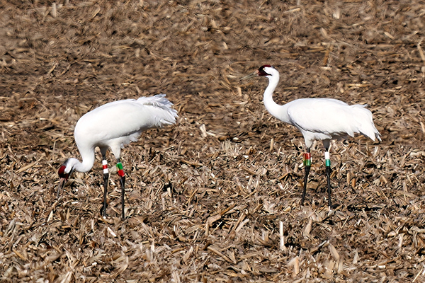 From Wetlands to Agricultural lands – How do Whooping Cranes Decide Where to Eat?