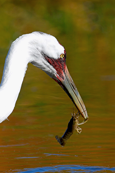 Photo by John Ford; Whooping Crane eating a crawfish in a wetland.