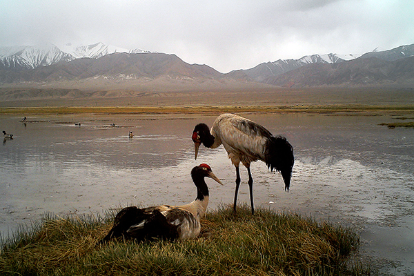 Black-necked Cranes on their breeding grounds in China. Retreating glaciers in Asia reduce inflows that sustain the high-altitude wetlands where this species breeds.