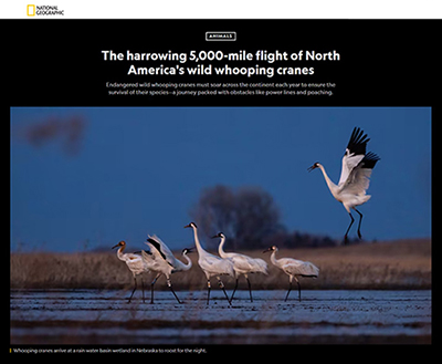 The harrowing 5,000-mile flight of North America's wild whooping Cranes, National Georgraphic.
