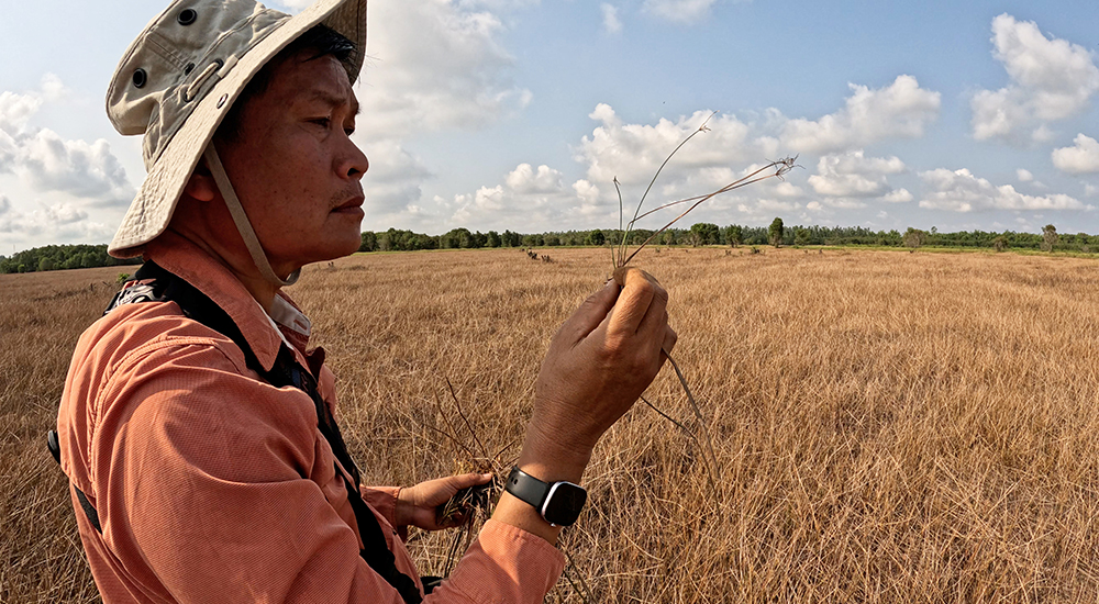 Triet examines Eleocharis, a sedge whose tubers are an important food source for cranes throughout the world. Diana Boon/International Crane Foundation