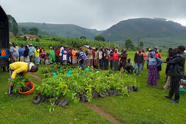 Community members in Rukiga, Uganda, receive fruit tree saplings to support climate-smart agriculture and reduce the use of wetland resources needed by Grey Crowned Cranes. Phiona Orishaba/International Crane Foundation and Endangered Wildlife Trust Partnership