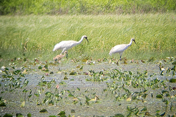 Pair 7-11/85-21 with their growing chick, W3-24, in Juneau County, Wisconsin, in early June. Alicia Ward/International Crane Foundation