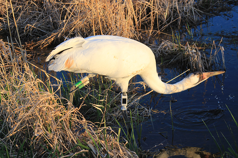 After a long day of travel, 16-23 gets a drink at Horicon Marsh. Hillary Thompson/International Crane Foundation 