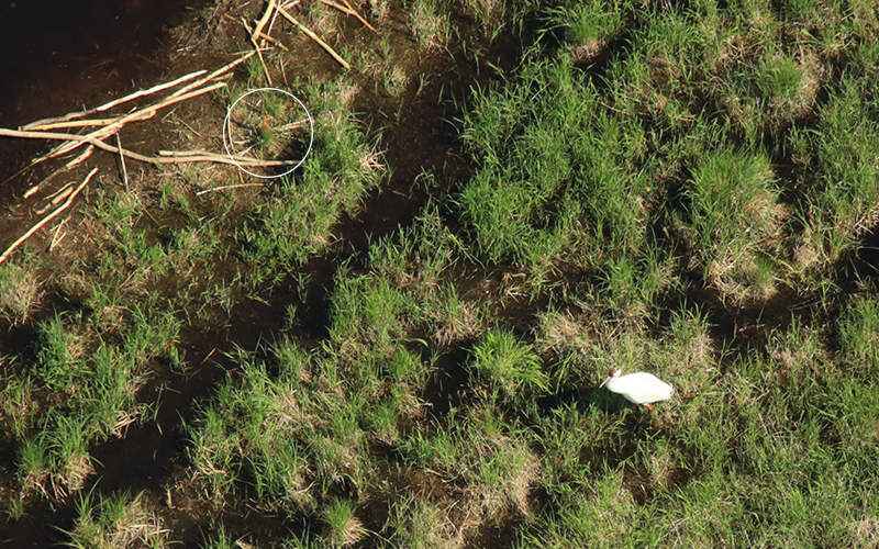 Aerial view of male Whooping Crane 4-13 with his chick in wetland habitat in 2023. Bev Paulan