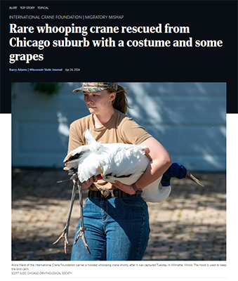 Rare Whooping Crane rescued from Chicago suburb with a costume and some grapes