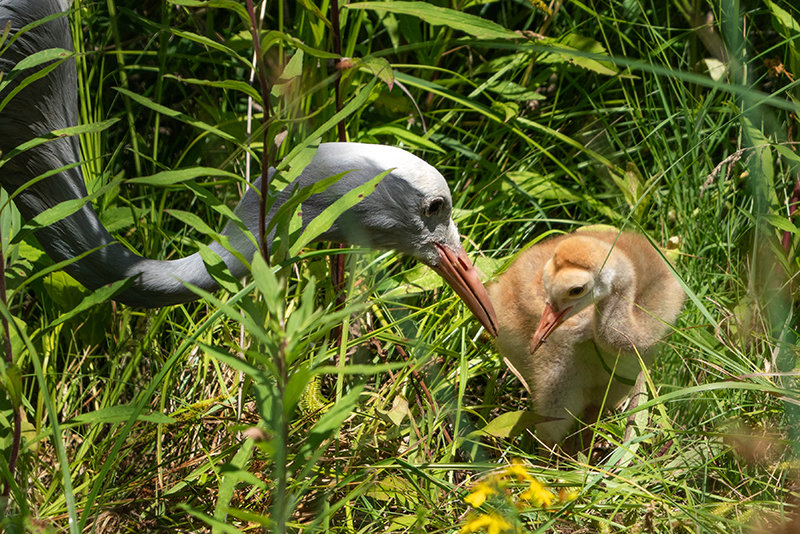 One of the adult Blue Cranes offers a tasty snack to the growing chick. Ryan Michalesko/International Crane Foundation