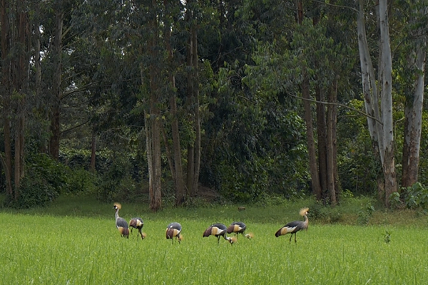 Grey Crowned Cranes foraging near a buffer zone in Kenya. Ufulu Studios