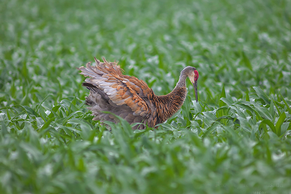 A Sandhill Crane foraging in a maturing cornfield. Ted Thousand