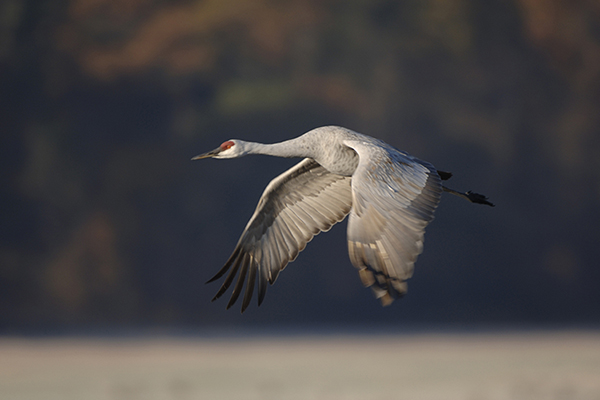 Wisconsin Legislative Council Study Committee on Sandhill Cranes to hold its first meeting Aug. 1