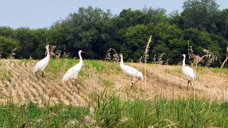 
Four one-year-old Whooping Cranes (19, 17, 20, and 23-23) foraging in Dodge County, Wisconsin. The quartet was raised at the International Crane Foundation and has remained together since release. Ryan Mannes