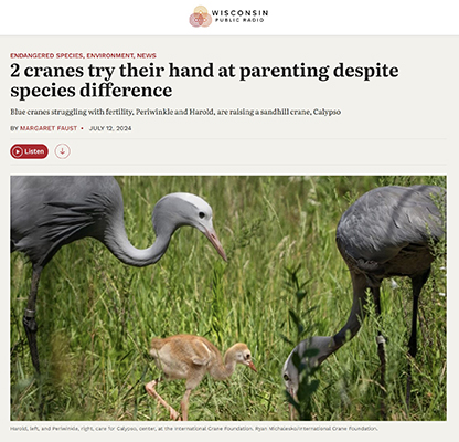 Two cranes try their hand at parenting despite species difference