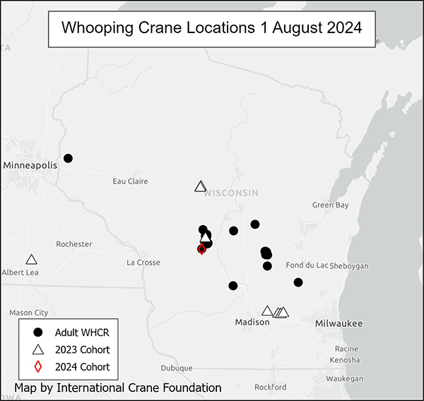 Whooping Crane Locations 1 August 2024