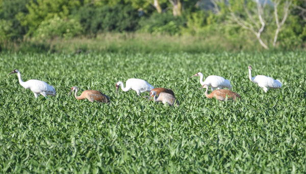 19-23 foraging with 17-23, 20-23, 23-23, and Sandhill Cranes. Doug Pellerin