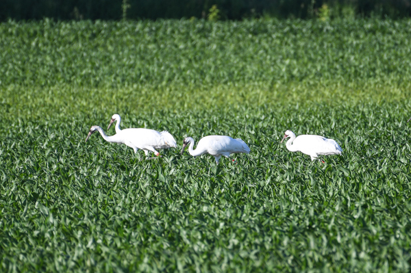 23-23 foraging with 17-23, 19-23, and 20-23. Doug Pellerin