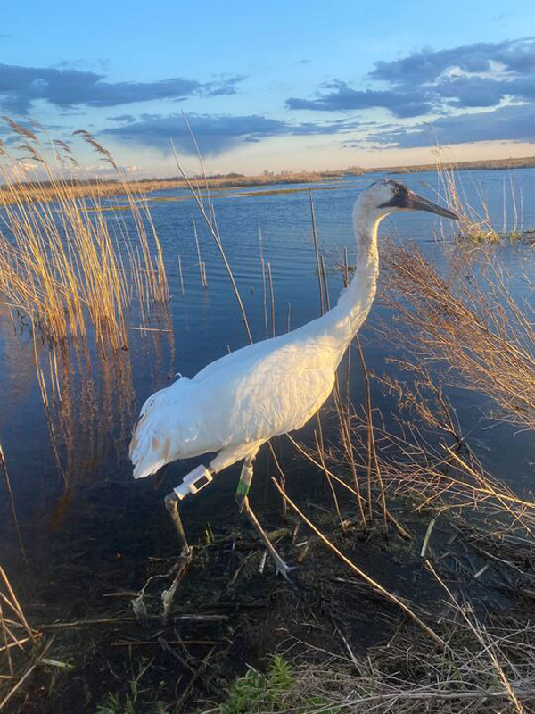 16-23 returned to Horicon NWR. Hillary Thompson