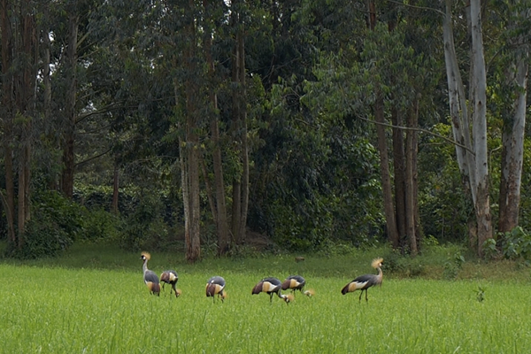 Grey Crowned Cranes forage near a wetland buffer zone in Kenya. Ufulu Studios