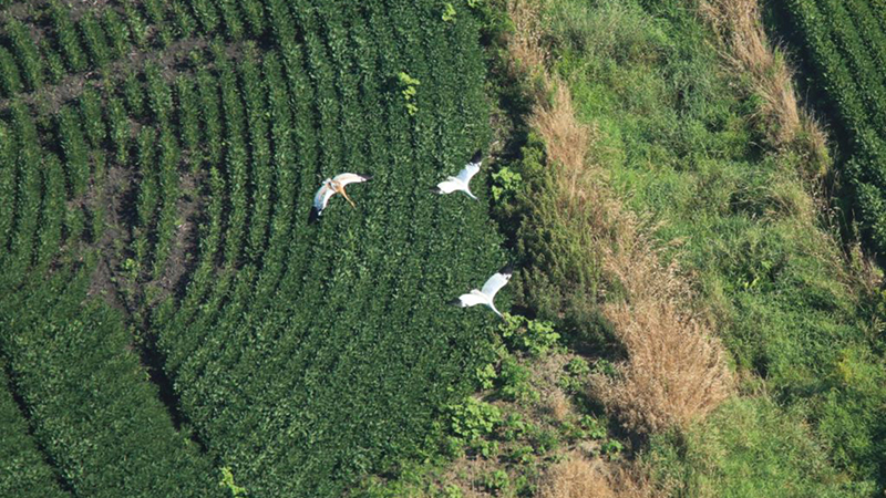 Aerial survey pilot Bev Paulan captured this image of juvenile W1-24 (far left) in flight with its parents, 5 and 12-11, in late August in Wisconsin. The young crane successfully fledged in July, a significant milestone!