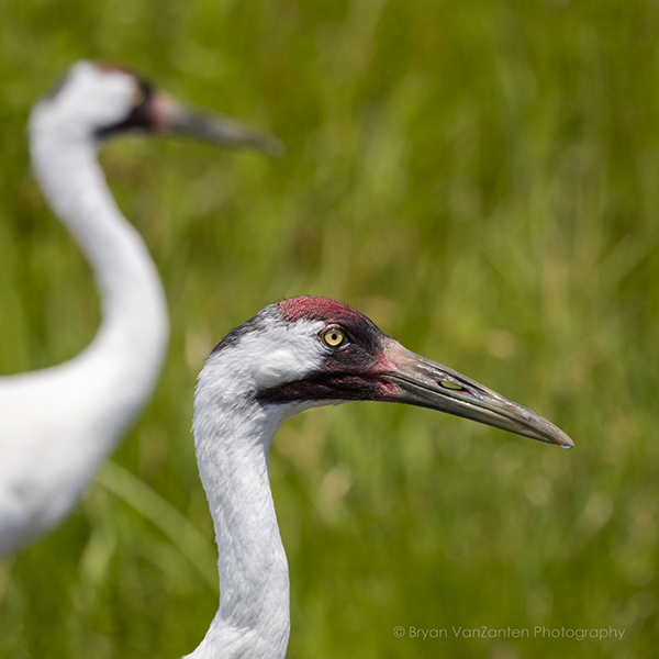 Resident Whooping Cranes Omega and Seurat show off their striking facial features, such as red heads, yellow eyes, black masks, and long beaks. Bryan VanZanten