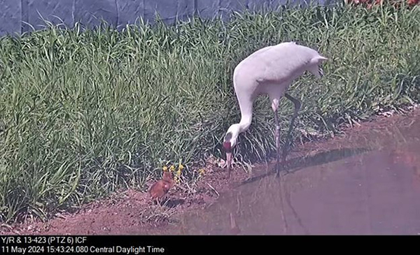 An adult Whooping Crane role model interacts with a recently hatched chick under the surveillance of our aviculture team in a method known as “parent-rearing.”