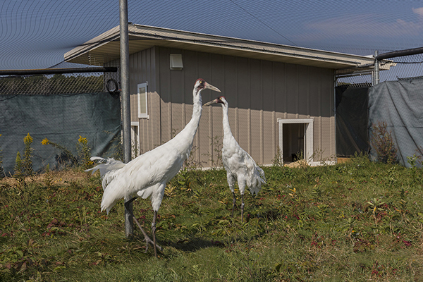 Evaluation for AZA accreditation includes a detailed application and a meticulous multiple-day on-site inspection by an independent team of zoological professionals. Pictured is one of several Whooping Crane enclosures in our breeding facility, Crane City. Ted Thousand 