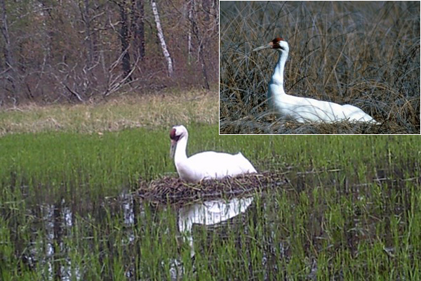 Two Whooping Cranes displaying comfort behavior (left) and alert behavior (inset). These behaviors can be differentiated by the angle of the neck and the direction of the head/beak. International Crane Foundation nest camera photo and R.D. Muir