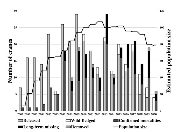 This graph depicts the number of Whooping Cranes added to the Eastern Migratory Population each year through releases and wild chicks fledging (when a chick develops the proper feathers and muscles to sustain flight). It also shows the number lost from mortalities and birds going missing. The black line plots the total estimated population size, numbered on the right-most axis. Thompson et al. 2020