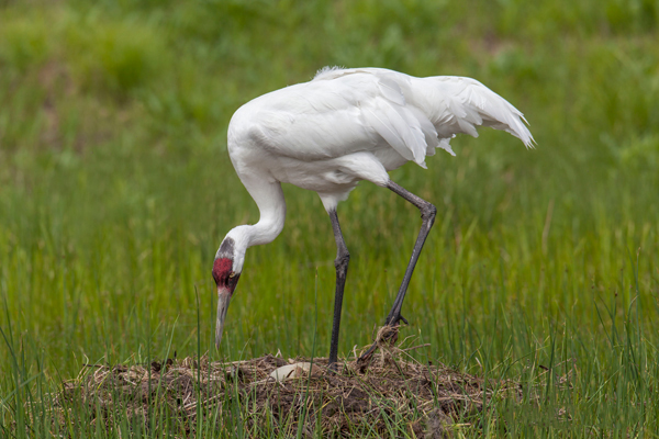 A Whooping Crane adjusting the position of a single egg on the nest. Ted Thousand