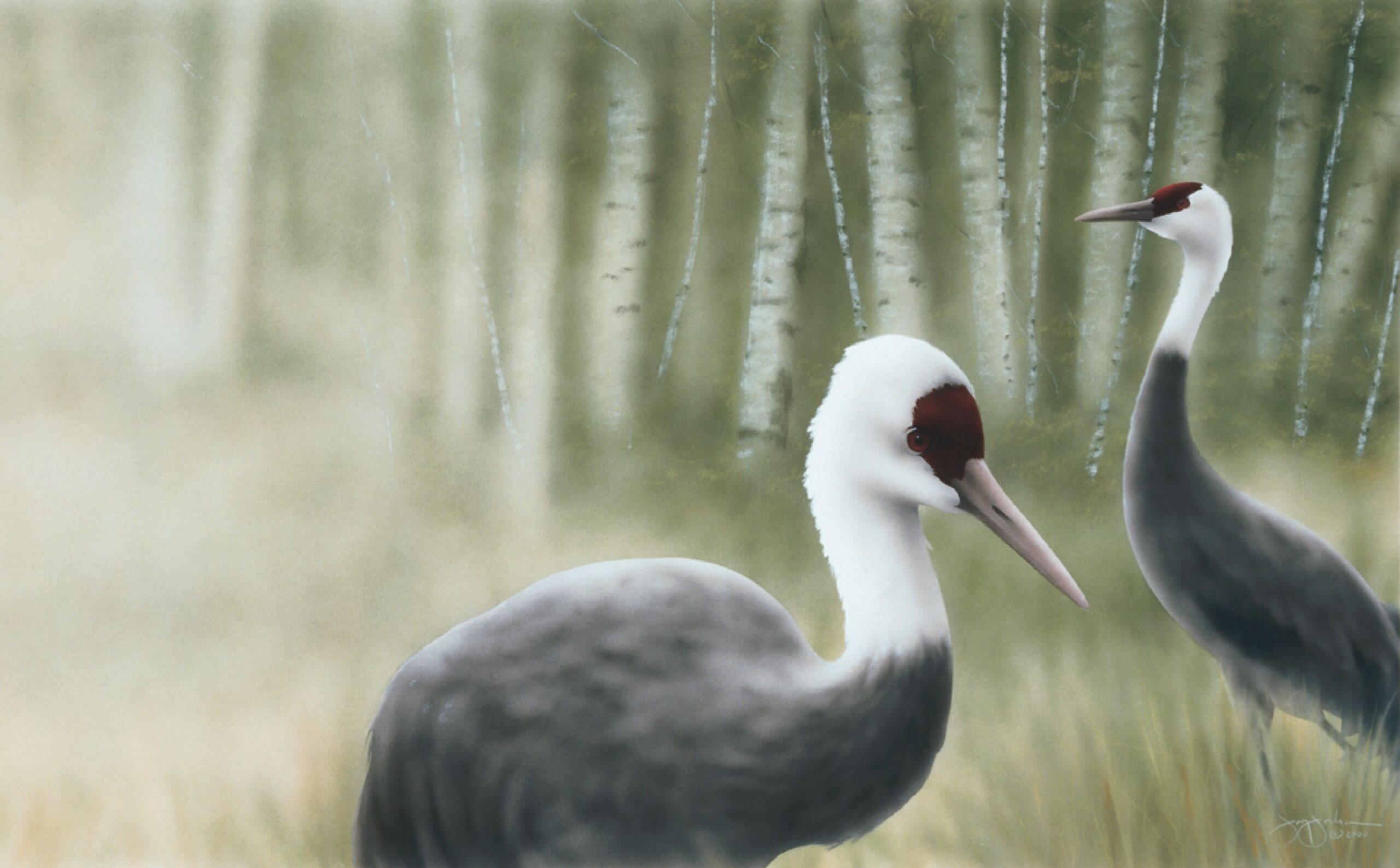 Hooded Crane