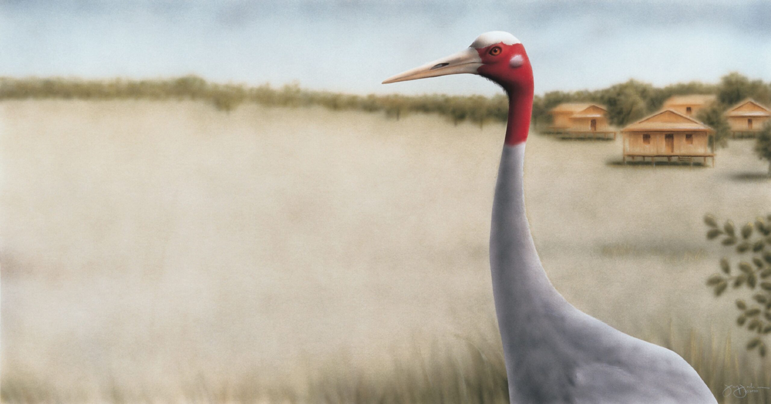 Sarus Crane