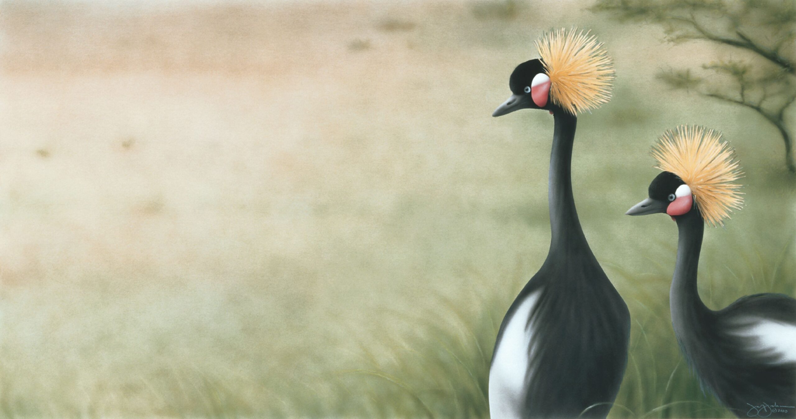 Black crowned crane