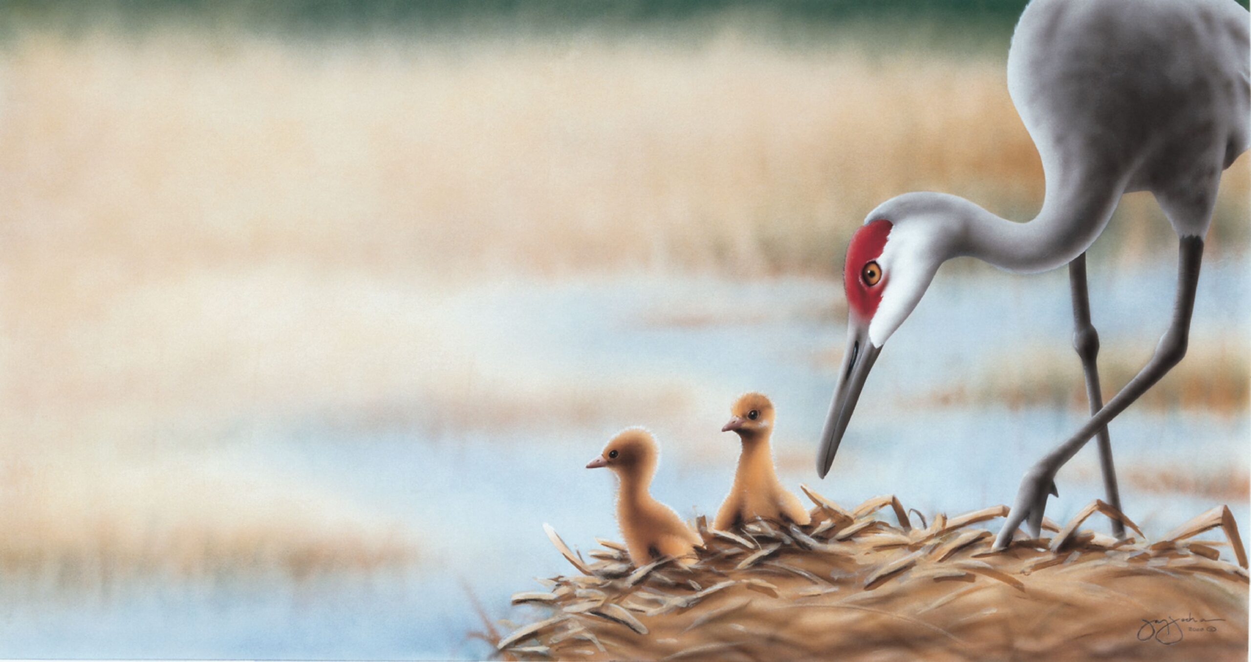 Sandhill Crane