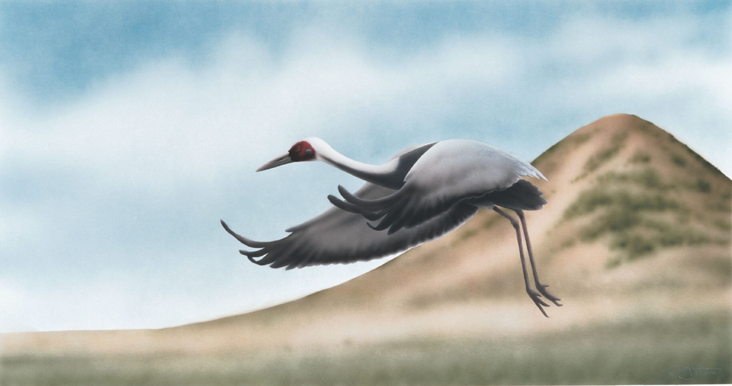 White-Naped Crane