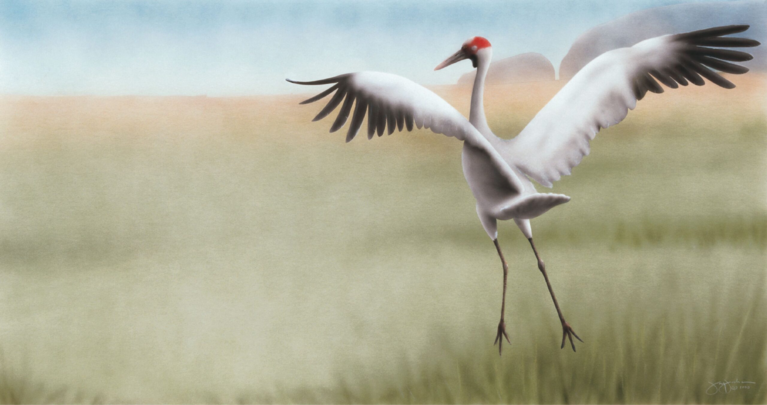 Brolga