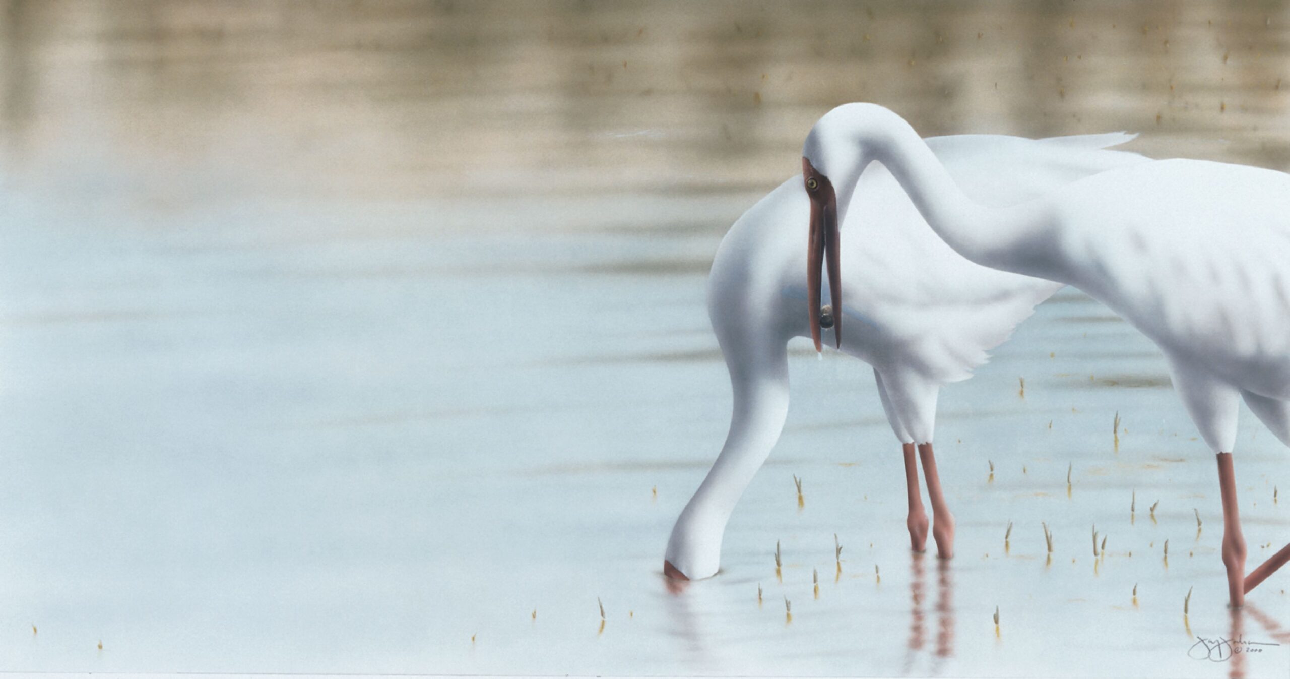 Siberian Crane