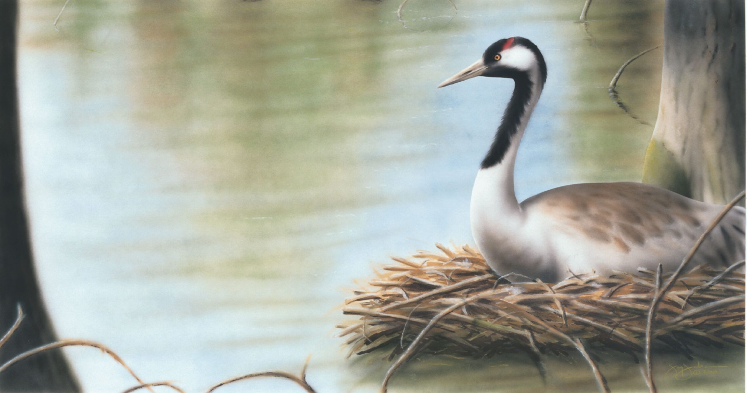 Eurasian Crane