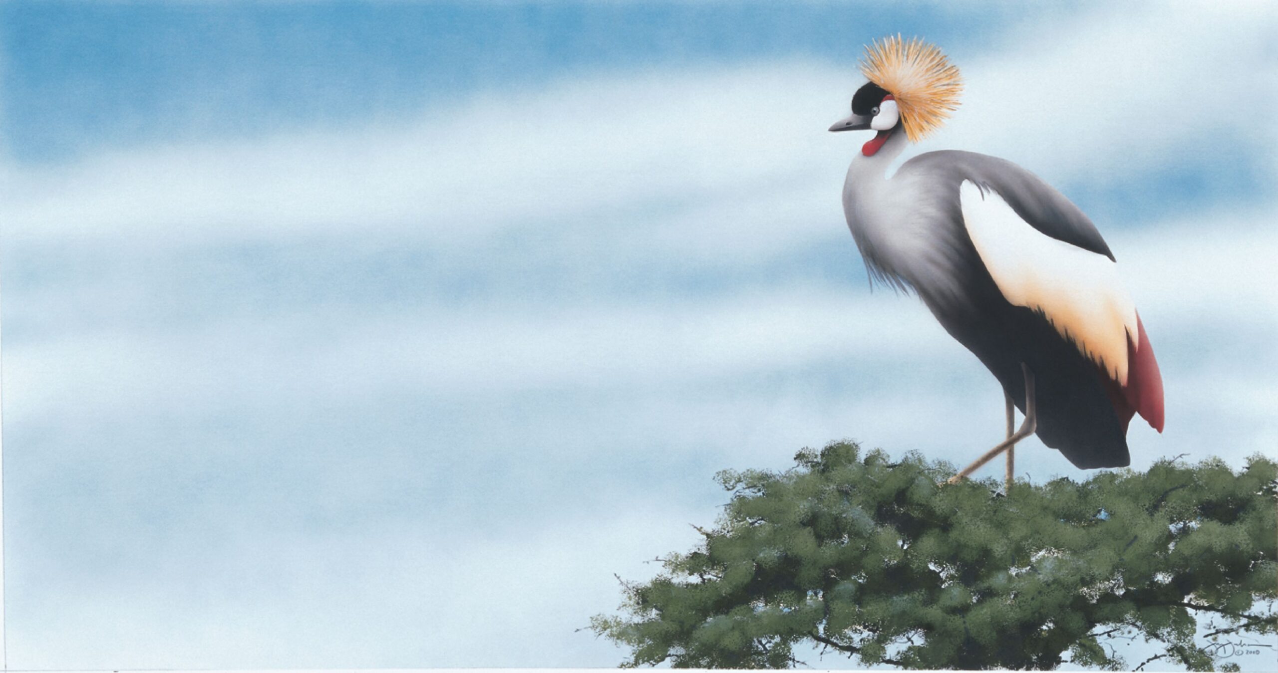 Grey Crowned Crane