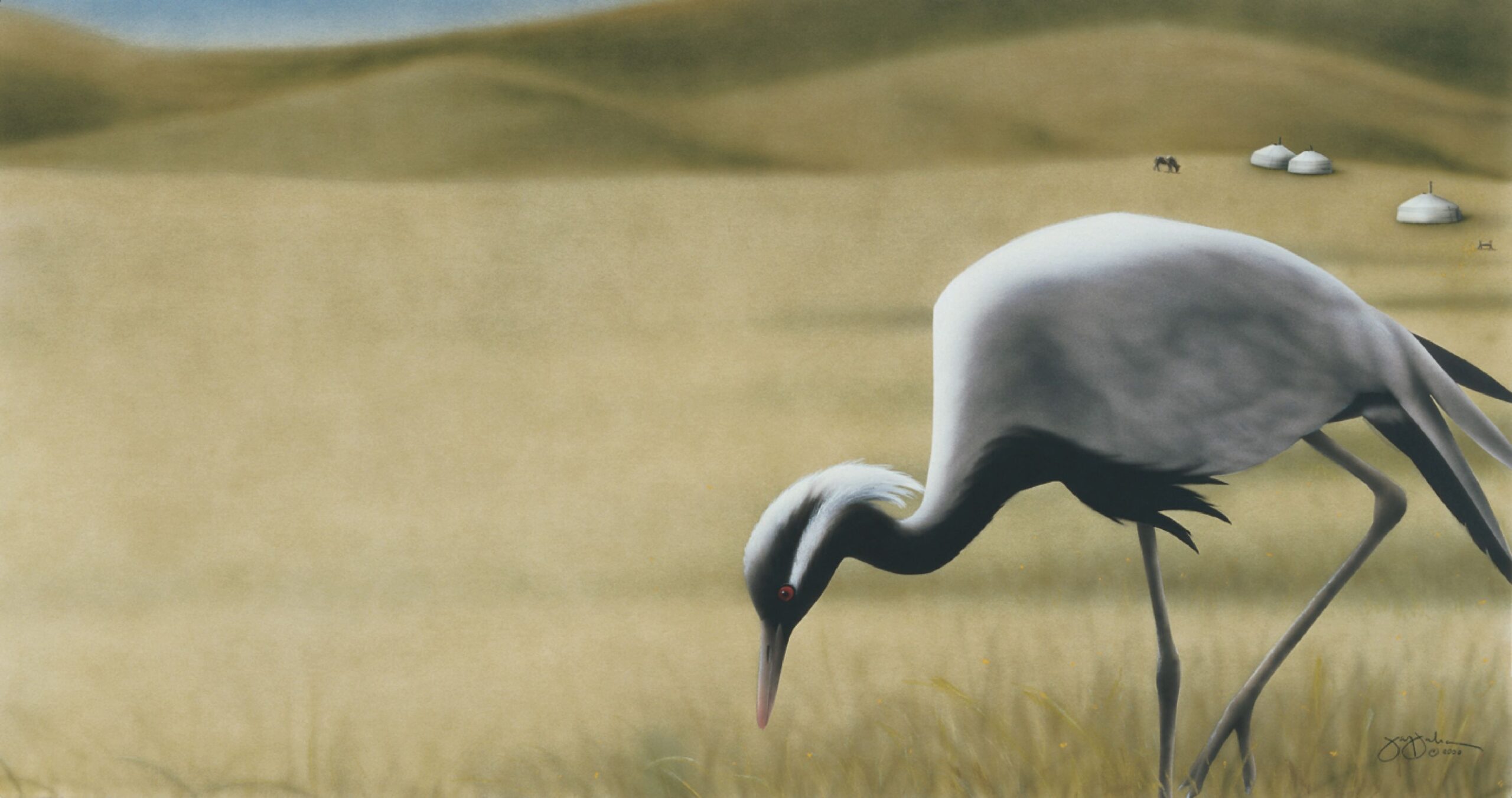 Demoiselle Crane